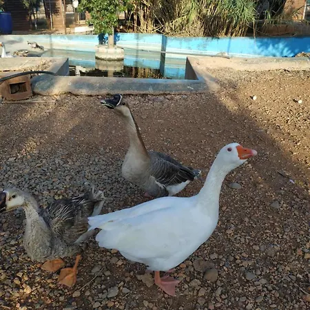 Anthidon Nature Estate & Farm 酒店 Chalkís